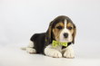 Beagle chiots . Elevage 100 % Belge