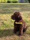 Labradoodle chiots . Elevage 100 % Belge