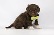 Lagotto Romagnolo chiots, chien d'eau Romagnol,...