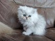 Deux chatons femelles persan silver shaded