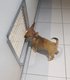 Adorable chihuahua  poil court