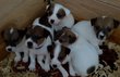 Chiots jack russell de la gravire