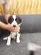 Chiot border collie