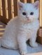 Chatons Selkirk Rex