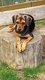 Chiots Crois Beagle ( Bas prix)