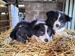 Chiots border collie