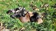 Chiots teckel nains poils ras, noir et feu mles,...