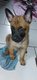 Chiots berger belge malinois