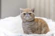 Bbs exotics shorthair