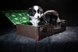 Chiots Border collie
