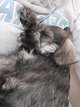 Mle schnauzer nain . Disp.18-10