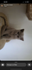 Magnifique british shorthair /longhair