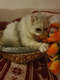 Manifique chaton persan puce race disp