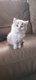 Chatons  rserver