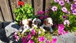Chiot CKC, blenheim, mle