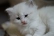4 chatons british blancs ou silver