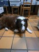 Chien  donner