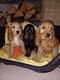 Chiots Cocker-Anglais