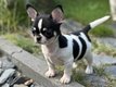 Splendides chiots chihuahua disponibles