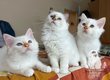 Magnifiques chatons Sacré de Birmanie