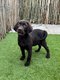 Chiots Labrador (charbon et chocolate)