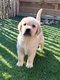 Chiots labrador blonde (test parents)