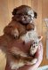 Au  domaine de mm : mle shi tzu
