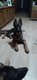 Chiots berger allemand