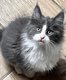 Chatons Maine Coon