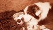 Chiots bergers australiens pedigree