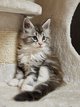 Chatons main coon-1mle black silver et 1femelle...
