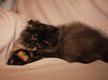 Chaton persan et exotic