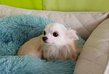 Jeune chihuahua crme poils long de 10 mois castr