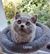 Chatons british shorthair bleu