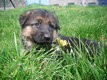 Chiots bergers allemands disponibles