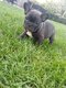 Chiots bouledogue franais