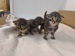 3 chatons Maine Coon a reserve - Tabby