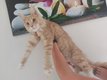 Chaton maine coon