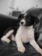 Chiot Border collie