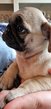 Chiots carlin