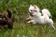 Superbe chihuahua avec pdigre fci