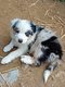 Magnifiques chiots Border Collie