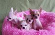Splendide mini porte chiots chihuahua.
