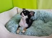 Magnifique chiot chihuahua tricolore