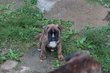 Chiots Boxer 8 semaines, levs en famille