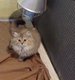 British shorthair et longhair