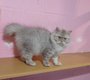 British  longhair