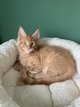 Chatons maine coon  rserv