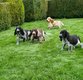Cocker Anglais chiots