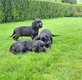 Cocker Anglais chiots